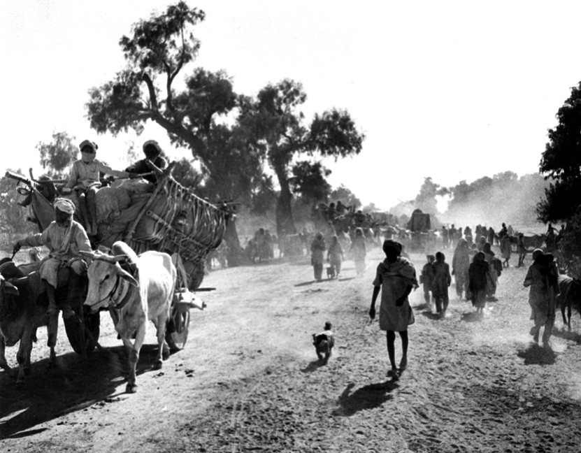 Bullock carts loaded high, people on foot and cattle moving along a dusty tree-lined road